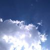 the_dandelion_23