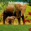raja.king5327