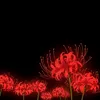 lycoris_vlr