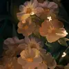 valki_23_