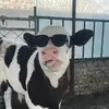 ngu_nhubo1