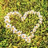 heartofdaisies