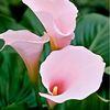 000cala.lily000