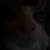 violetxo1107