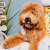 king.the.doodle