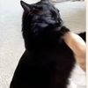 ateactualpussy