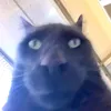 cerepxhfumq