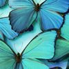 goodeffects06