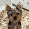 junigracieprincessyorkie