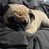 goofy_gooberthe3rd