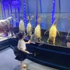 kiuoanh120