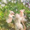 vragen.voor.ratjes