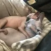 baldbarbara