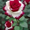 elianesoares8004