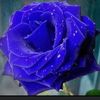 isabelvega974gmail.com