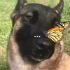 dog_and_butterfly93