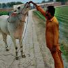 shahzadhattar054