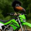 kawasaki_guy