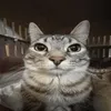 catzisgoodz