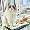 cat.s_obsession