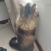 lana_theecat