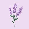 lavenderconstellation