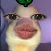 nhuquynhfantumlum