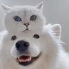 johnrobertalt