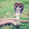 kobraytc