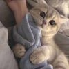 cute_petcat