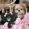 ms.jshihtzu