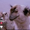 hamdyami1