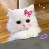 afrujaislam56