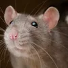 kitsalikepitsa