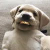 bixwzz