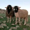 abdosaad053