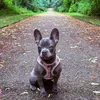 phobebethefrenchie
