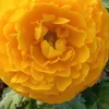 jamalafridi980