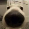 sh_peligr0ficial