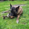 aureliengirard6