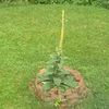 commonmullein
