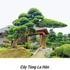 vuoncaybonsai