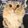 urixrocketleague