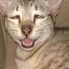 _oineko_