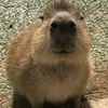 pumparnickelchen