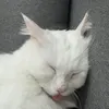 miminehee