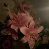 annglll111