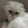 o_phelliaa