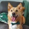 obithegoldencorgi