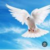 user40195715996170